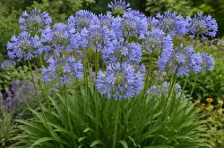 Agapanthus Praecox Orientalis ATIBlu